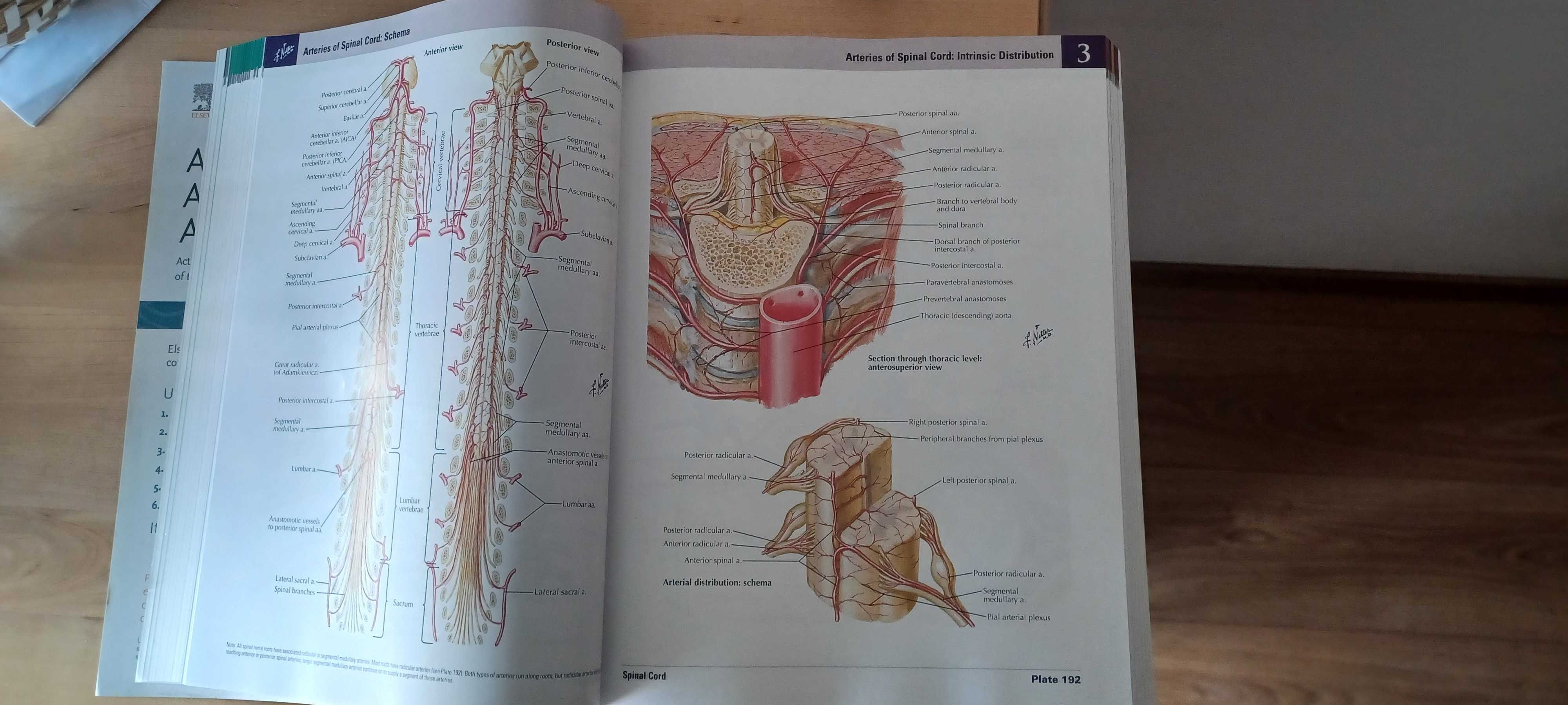 Livro - Netter Atlas
