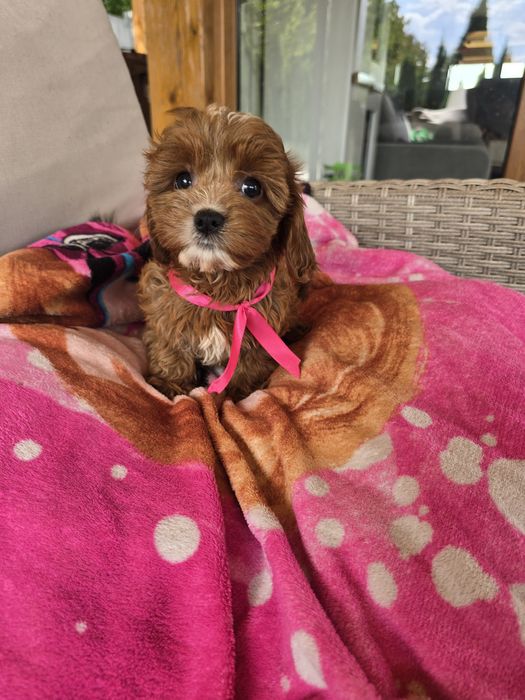 Cavapoo cudowna suczka ciemna