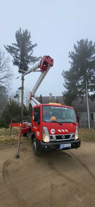 Wycinka drzew . Frezowanie pni