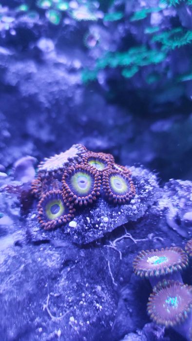 Aquael Leddy Slim DUO 10W - nowa