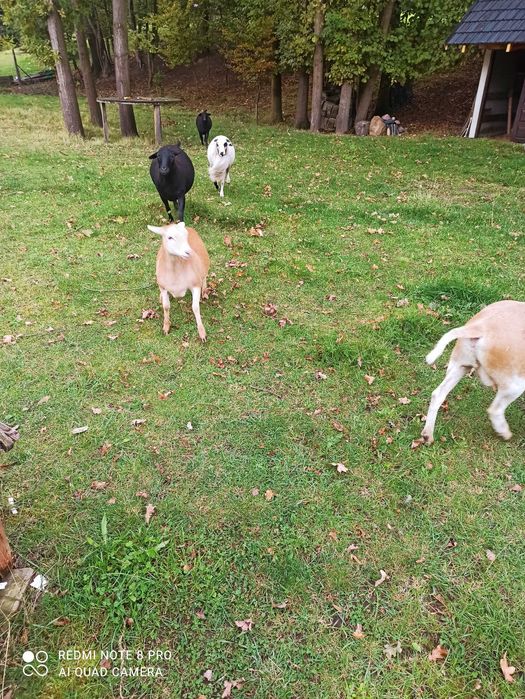 Zamienię lub sprzedam owieczkę rasy Dorper-Kamerun 50/50