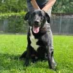 Cudowne psy ze schroniska do adopcji. Oddam labrador szpic