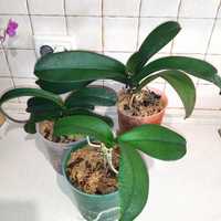 Орхидеи недорого