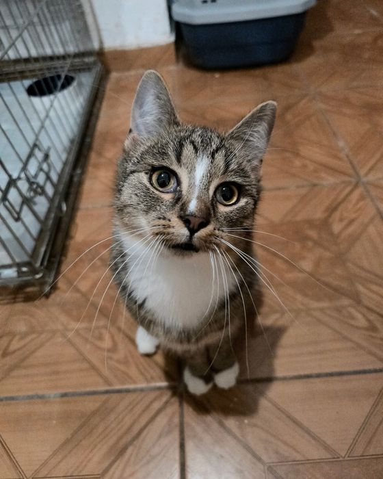 Chester czeka na dom