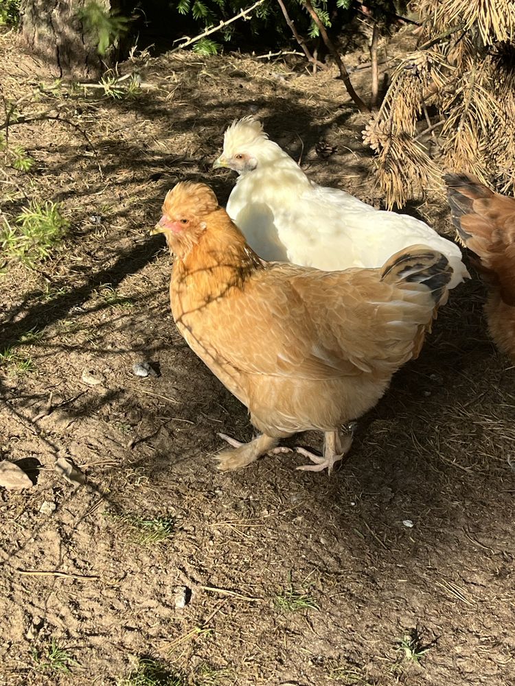 Kogut koguty 2 lokowane i 1 w typie brahma, można zestaw+2 kurki kury