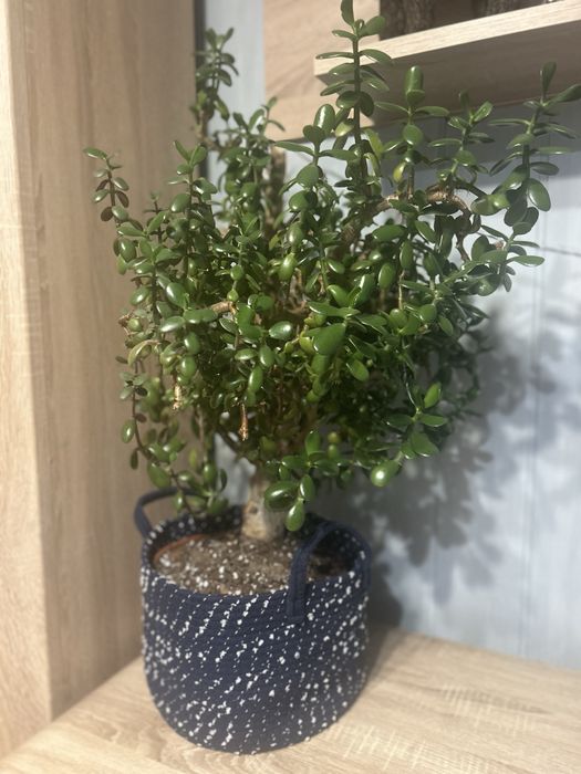Grubosz (Crassula ovata) – 40 lat historii w jednym pniu