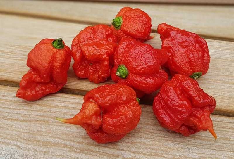 6 Sementes Pimenta Carolina Reaper Red