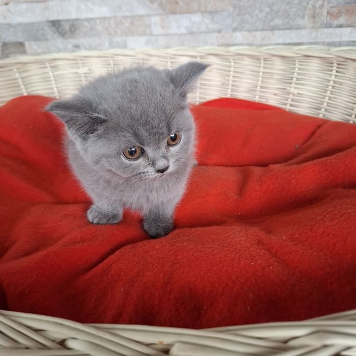 Brytyjski krótkowłosy kotka +rodowód