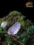 Porcellio spatulatus "Coros" – 10 sztuk