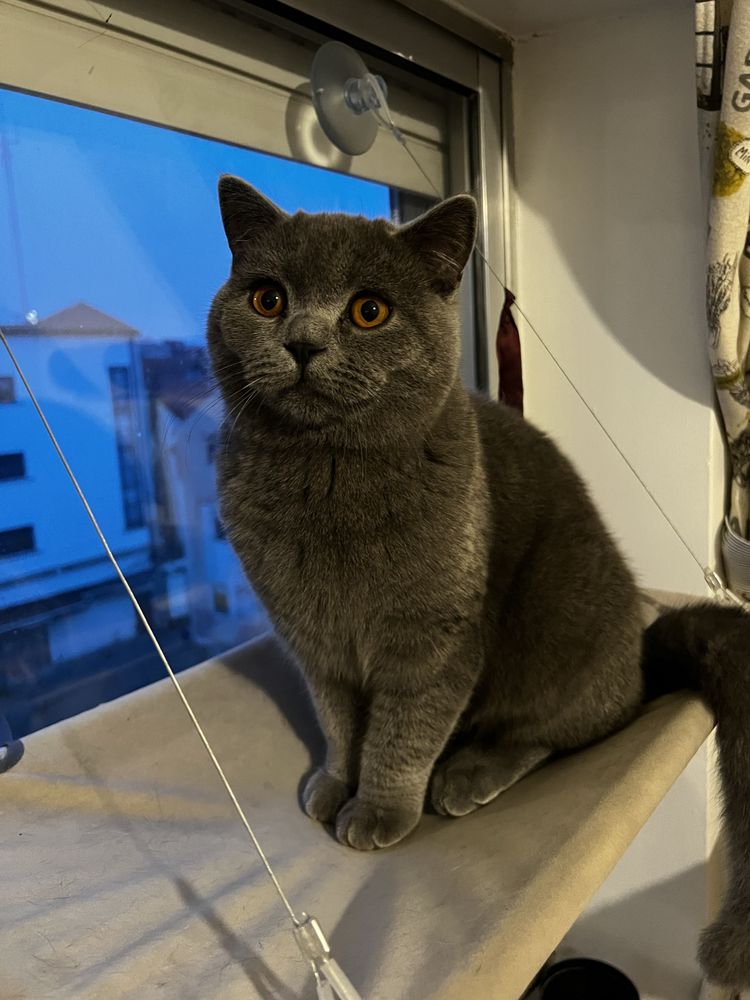 British shorthair macho azul