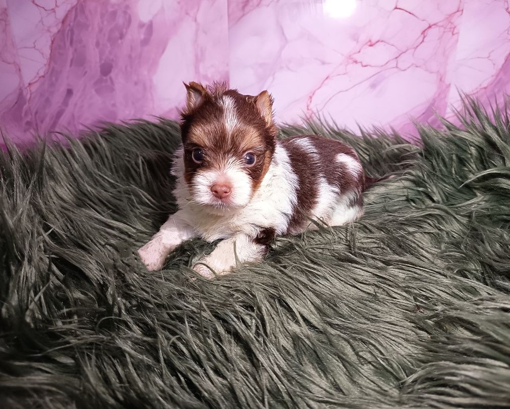 Piesek Biro Yorkshire Terrier biało-czekoladowo-złoty