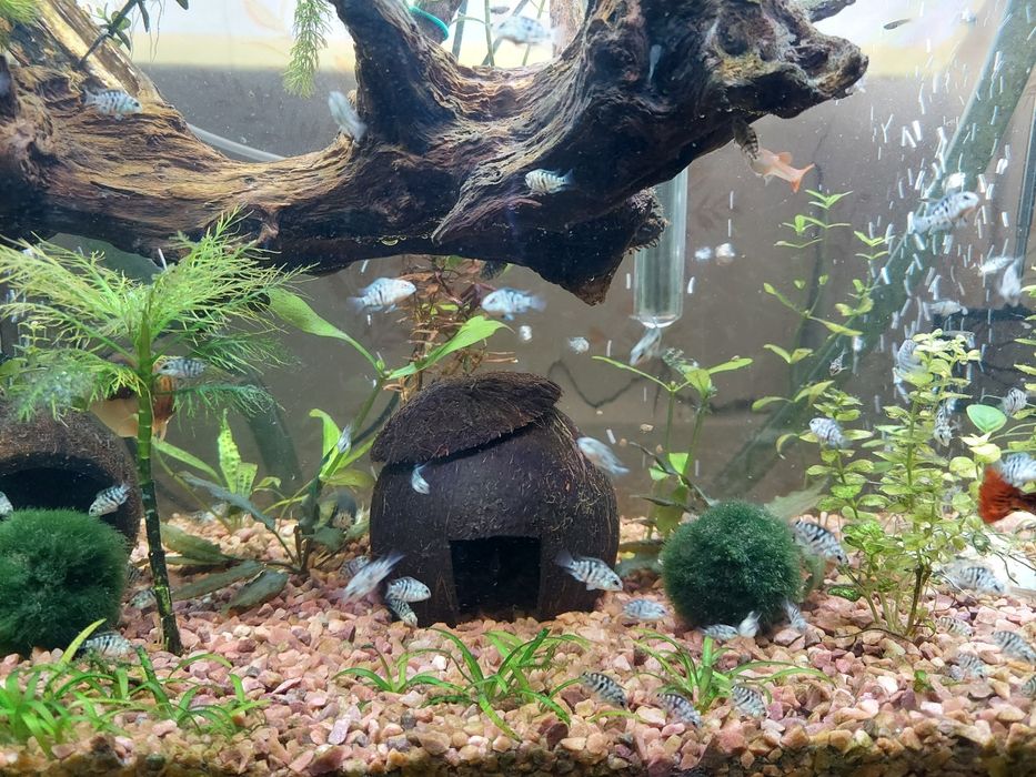 Продам рибки сапфіровий попугайчик