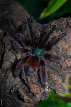 Caribena versicolor L1 - mini hurt