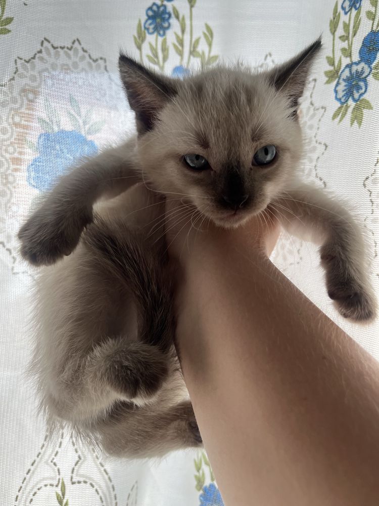 Сіамські котики..