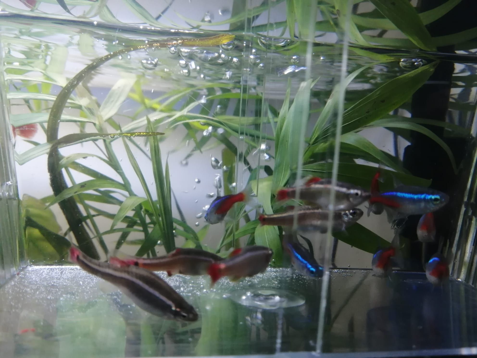 Peixes neon para venda
