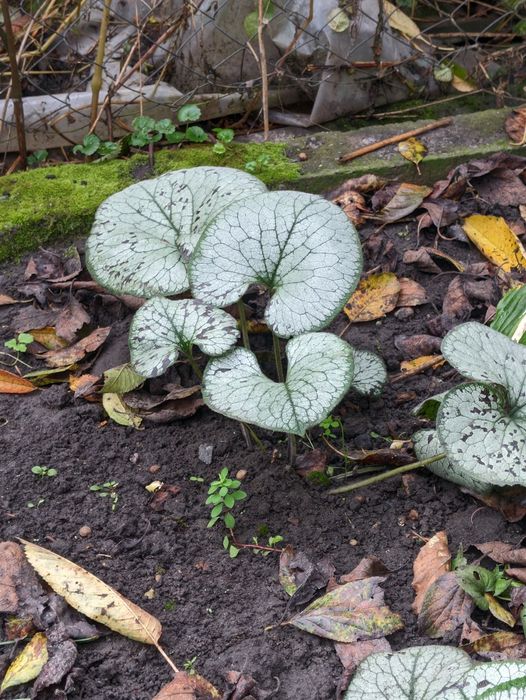 Різні вуличні рослини, плетючі, низькорослі