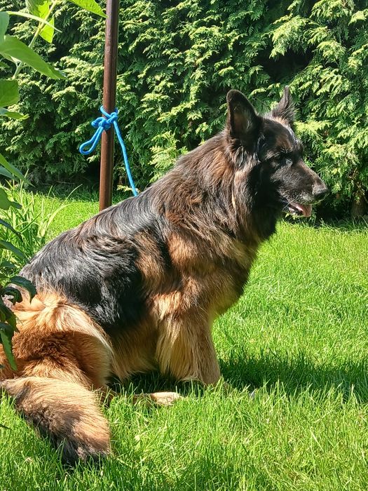 Suczka Owczarka Niemieckiego