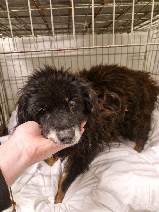 Starszy, spokojny piesek CIACHO szuka domku!