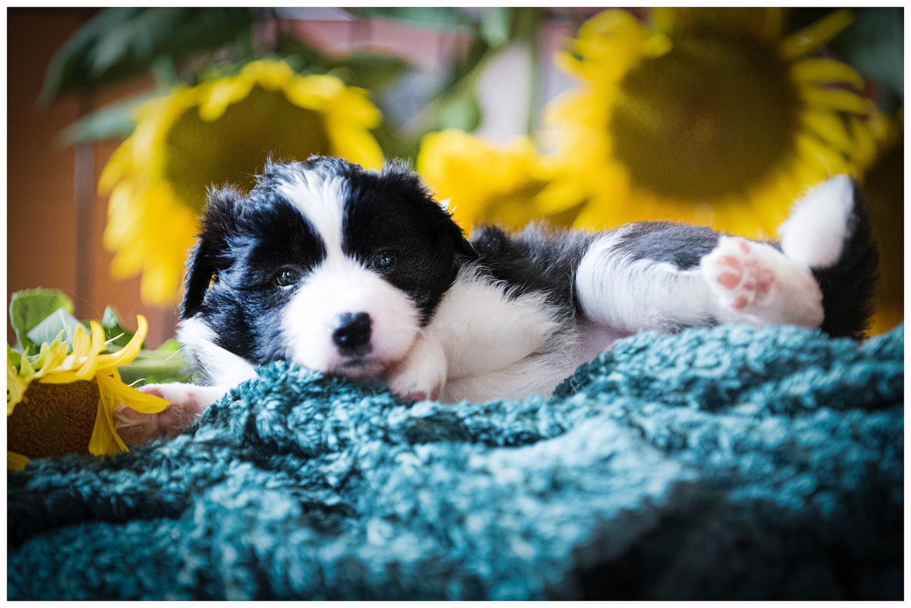Border Collie ZKWP FCI