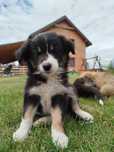 Suczka Border Collie, gotowa do odbioru
