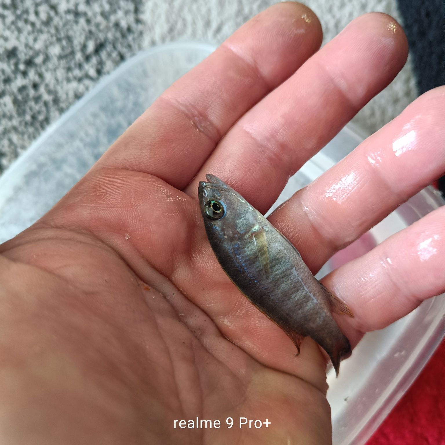 Sciaenochromis fryeri iceberg