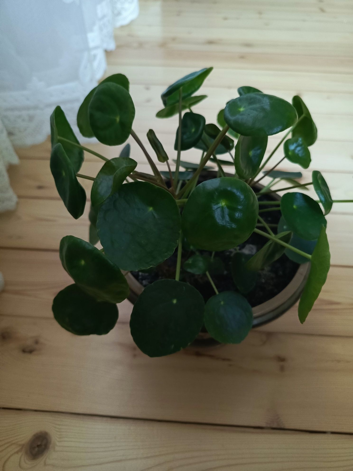 Пілея, Pilea peperomioides, китайське грошове дерево