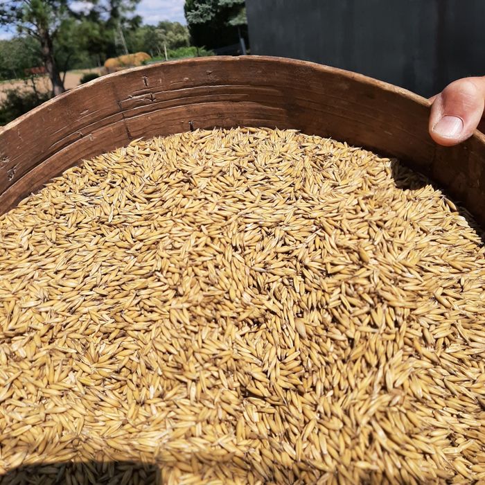 Sprzedam owies około 4 ton i 55 bel slomy