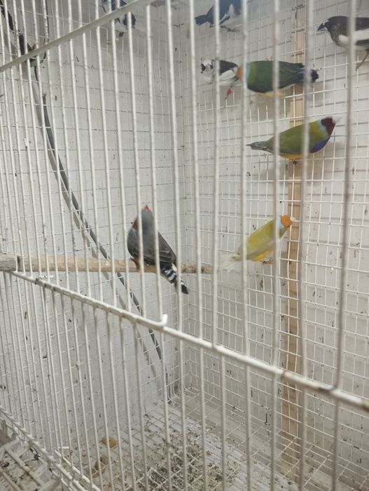 Diamante GOULD machos