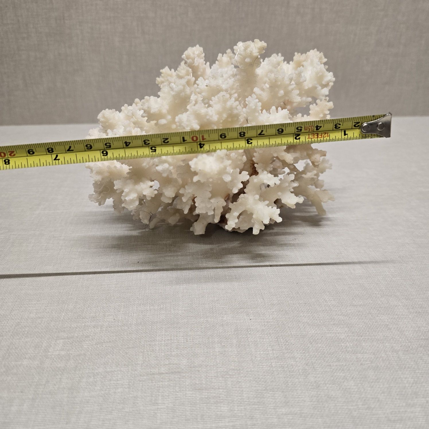Lindíssimo coral branco