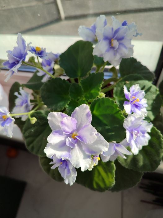 Фіалка. Сенполія