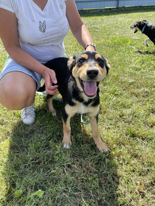 Gloria I  Prada szczeniaczki do adopcji