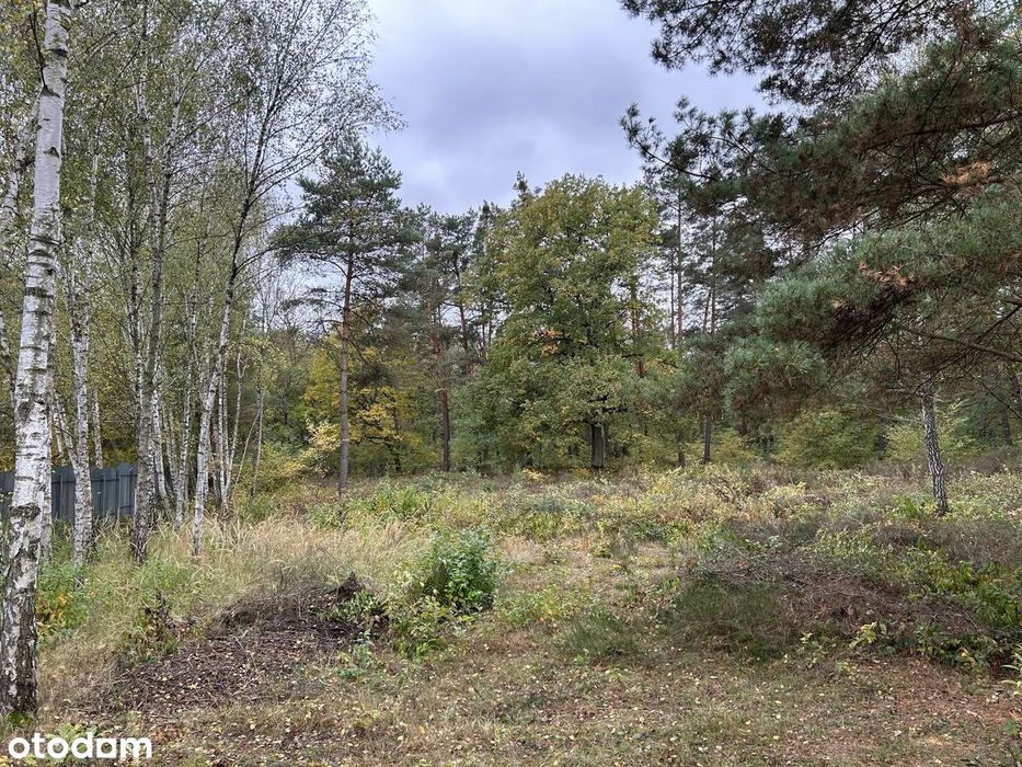 Chotomów – 5300 m² z mediami, prywatnym lasem i ogrodzeniem