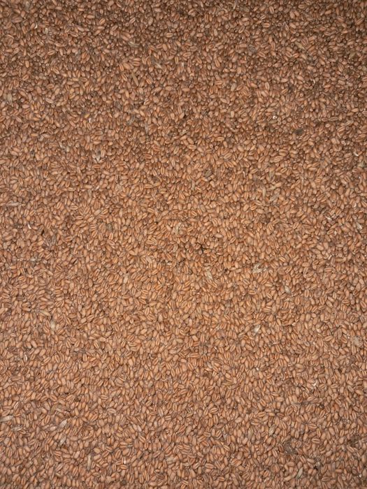 Pszenica Findus 2 rok po centrali