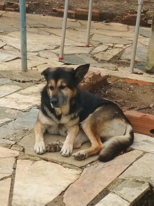 Cao para adoção Macho