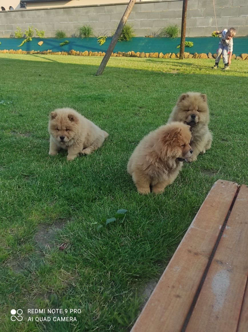 Chow chow ruda suczka