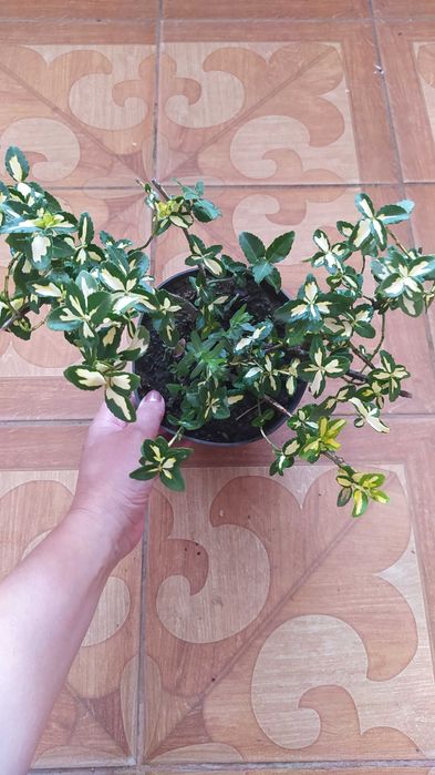 Багаторічники бересклет, барбарис, гібіскус, хости