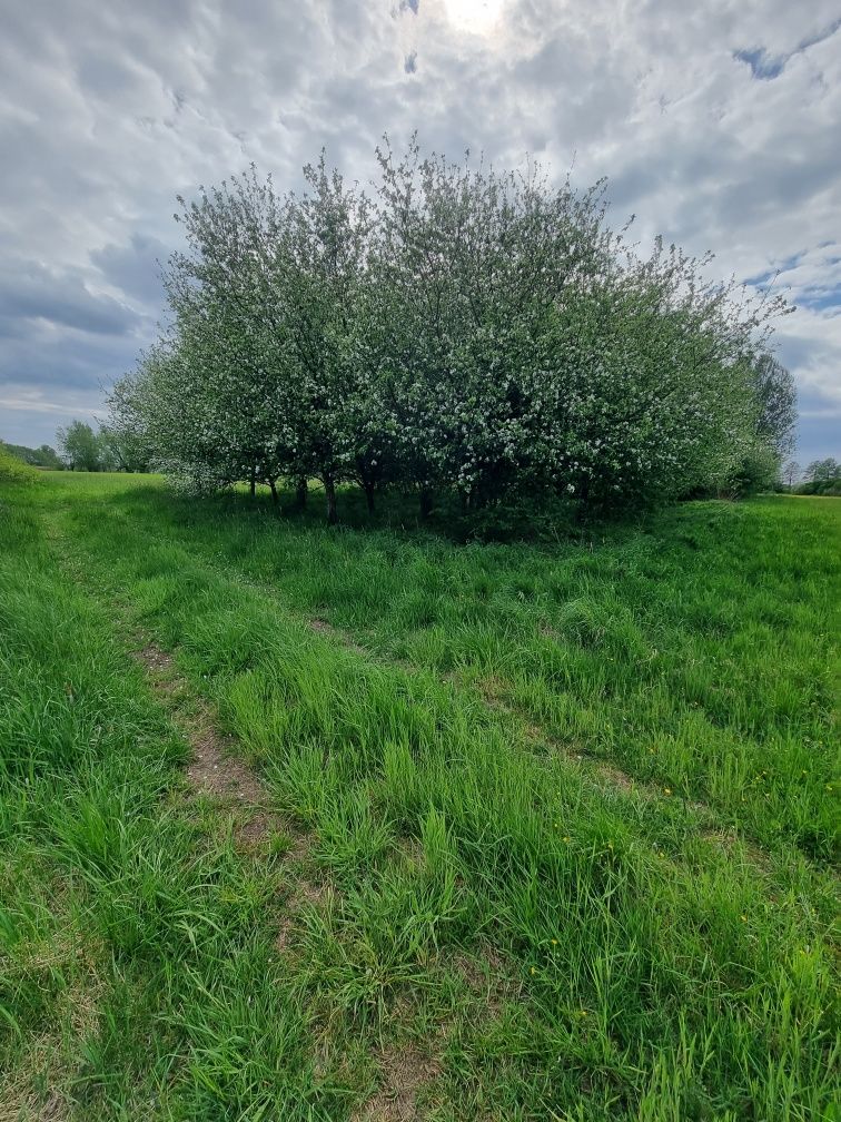 Działka rolna 3068 m2 Ostrówiec