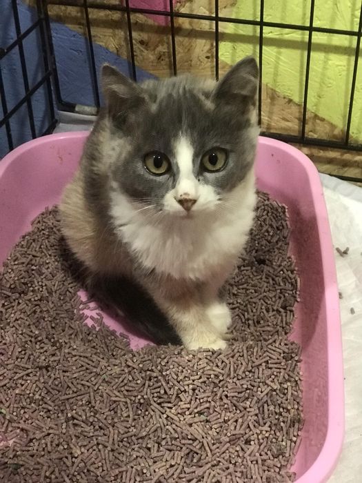 Мальвінка в пошуках родини