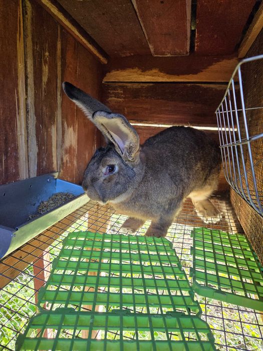 Olbrzym belgijski szary