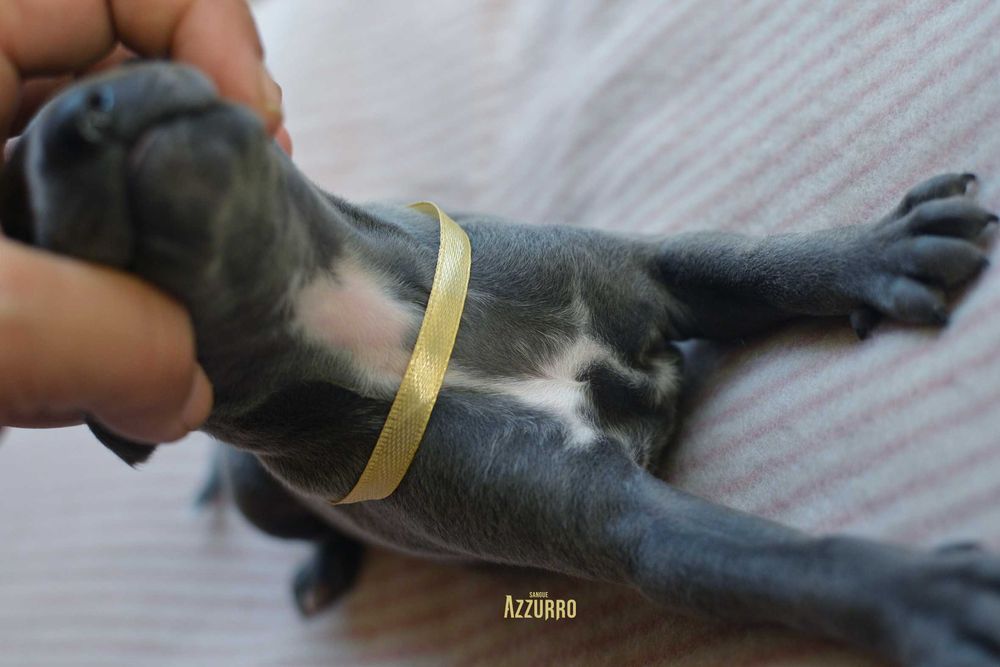 charcik włoski - elegancik z muszką