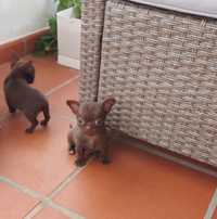 Chihuahua com LOP  - Pedigree