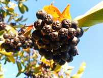 Aronia Darmowa Dostawa Polski SUPERFOOD Idealna na soki przetwory
