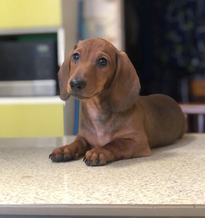 Мальчики и девочки карликовой таксы