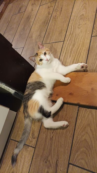 Wyjątkowa Sushi do adopcji kotka kotek