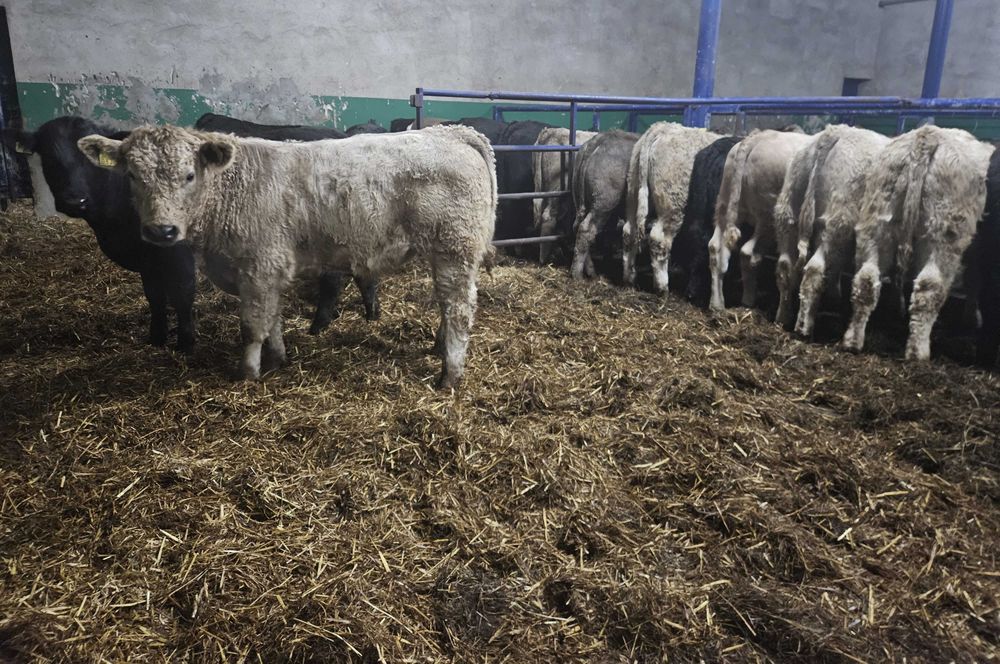 byczki byki odsadki mięsne Charolais Angus