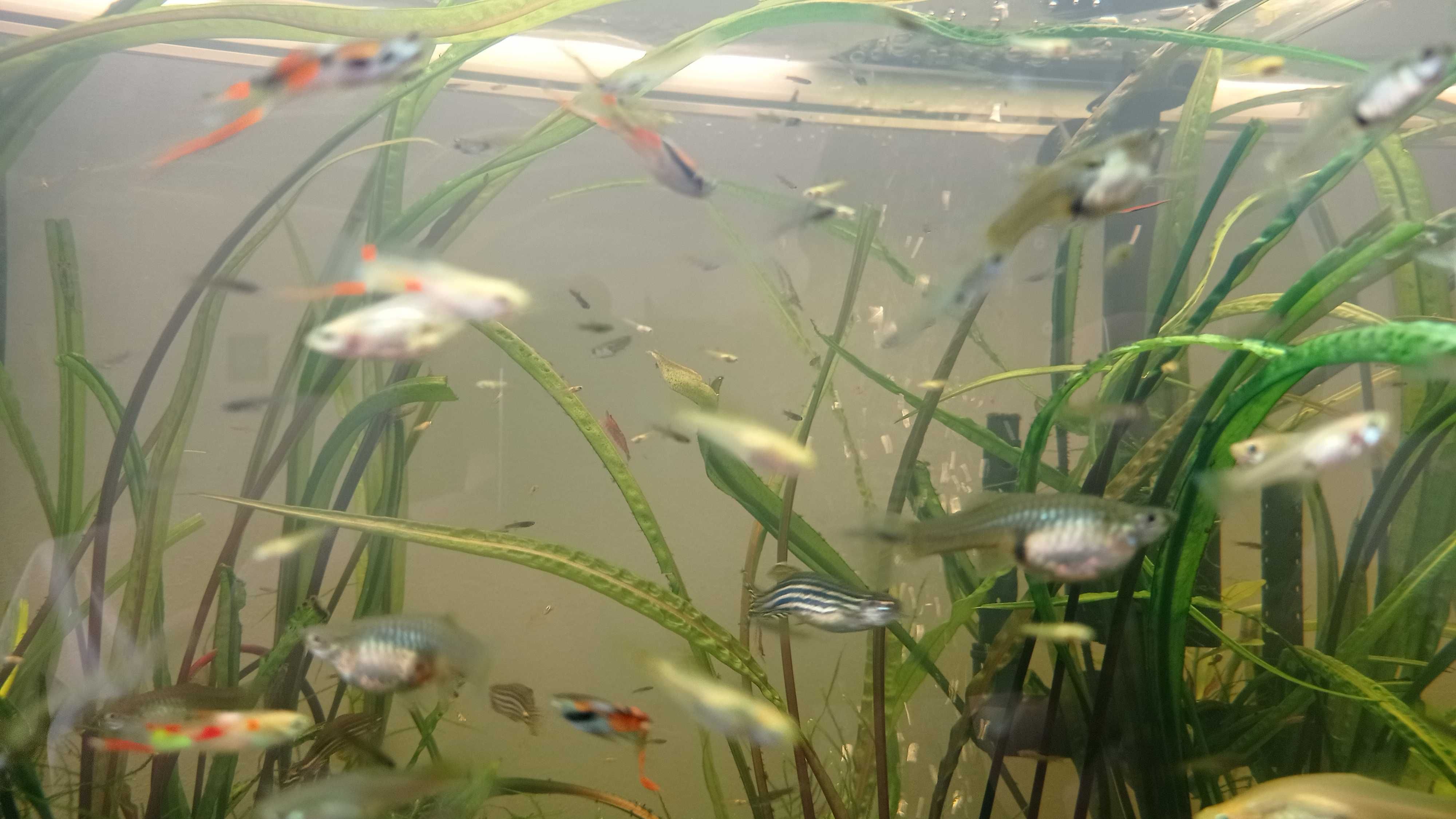 Vendo guppies bebés