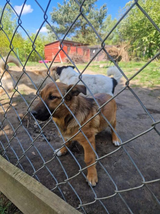 Balbinka szuka rodziny