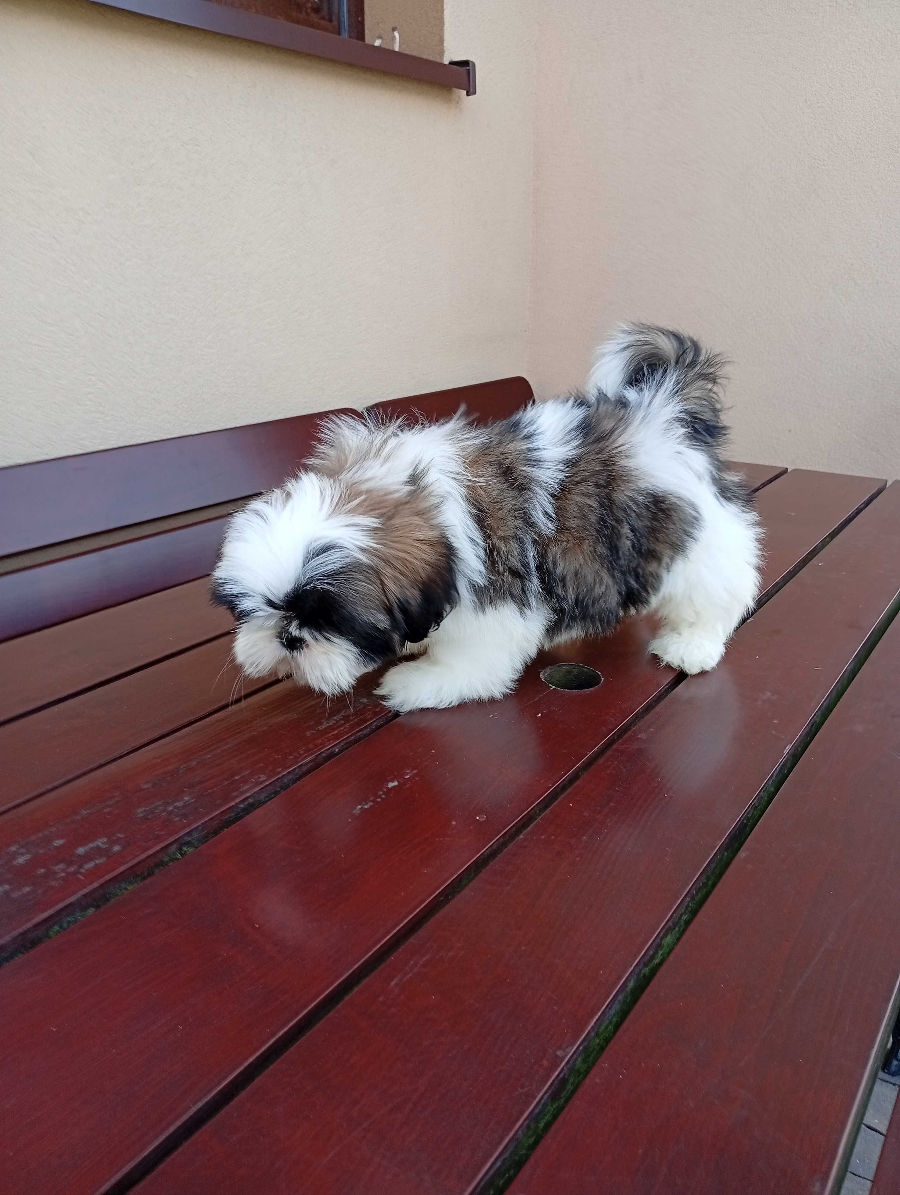 Shih-tzu suczka tricolor