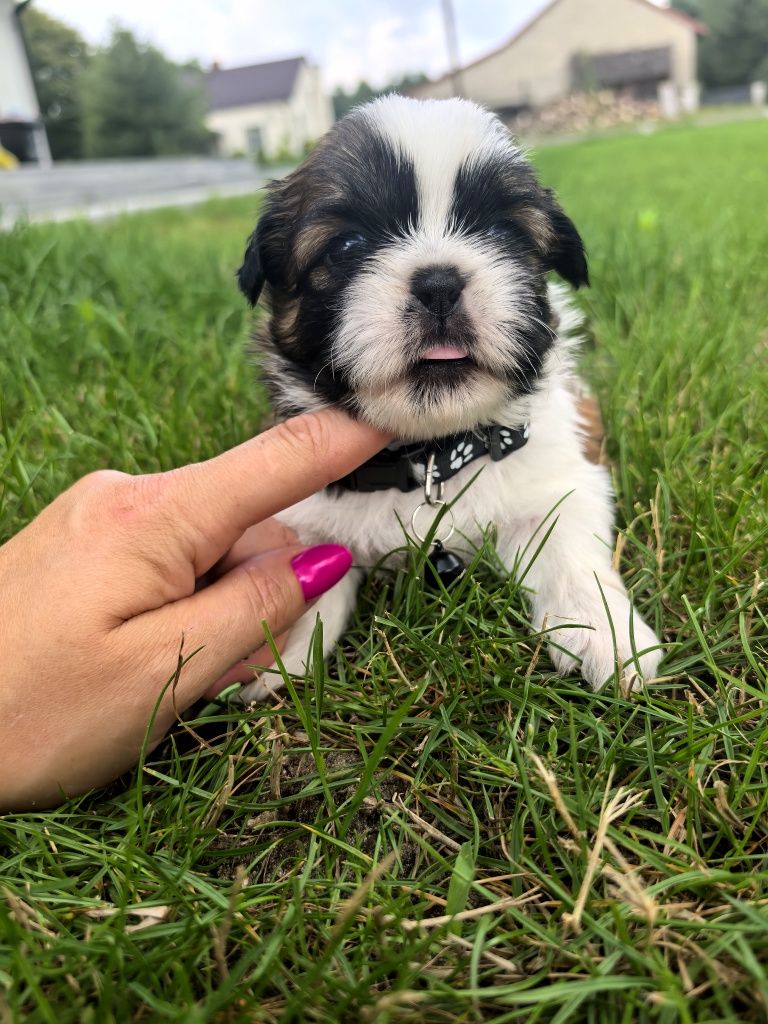 Śliczny szczeniak shih tzu