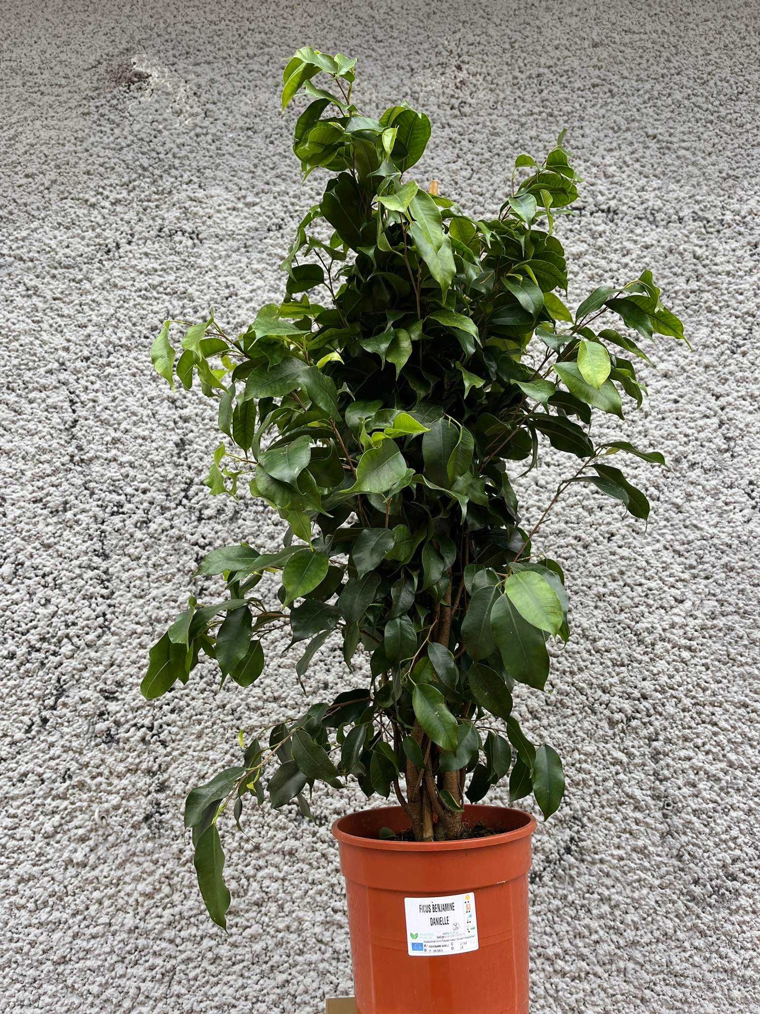 Fikus Ficus Benjamina Danielle d21 98cm